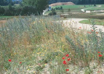 Création d'une prairie fleurie sur talus sec