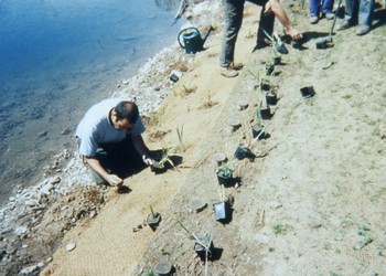 Plantation des hélophytes (août 1997) 