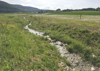Revitalisation de ruisseaux et compensations écologiques