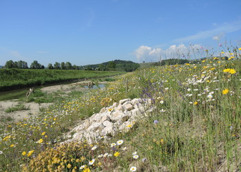 Le résultat des semis de prairie fleuries avec des graines régionales brossées est stupéfiant lors de la deuxième année (mai 2022).