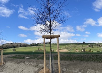 Travaux (avril 2021) – Plantation de 80 arbres hautes tiges le long des digues.