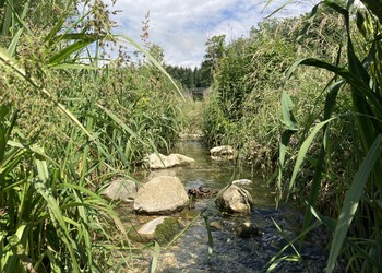 La végétation reprend ses droits sur les pieds de berges créant des milieux favorables à beaucoup d’espèces et apporte de la fraicheur au cours d’eau.