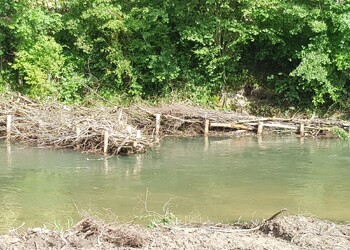 Etat réalisé (juin 2022) – Structures végétales favorables à la faune piscicole au pied de la berge droite du secteur amont