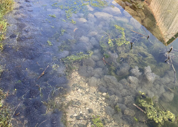 Grande quantité de pontes de grenouilles rousses dans la mare
