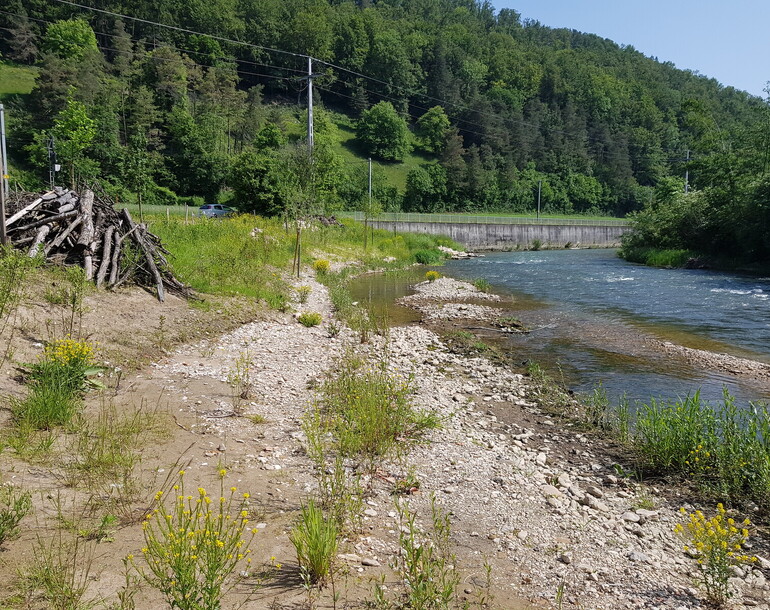 Protection contre les crues et revitalisation de la Birse à Soyhières et Courroux (JU)