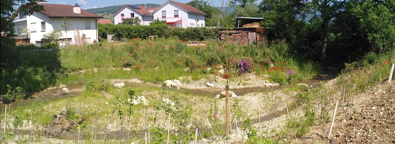 Etat réalisé 1 an après travaux (juin 2021) - Développement des semis et des plantations