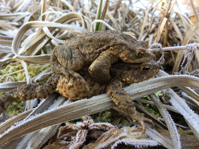 Couple de crapaud commun (Bufo bufo)