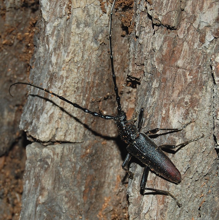 Le Grand capricorne (Cerambyx cerdo)