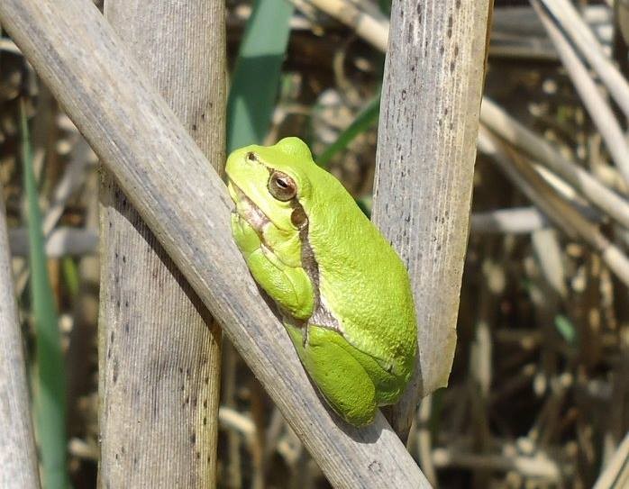 Rainette verte (Hyla arborea)