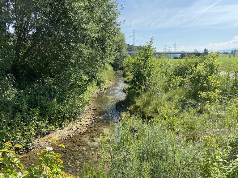Ruisseau revitalisé 4 ans après travaux (mai 2020) - secteur aval