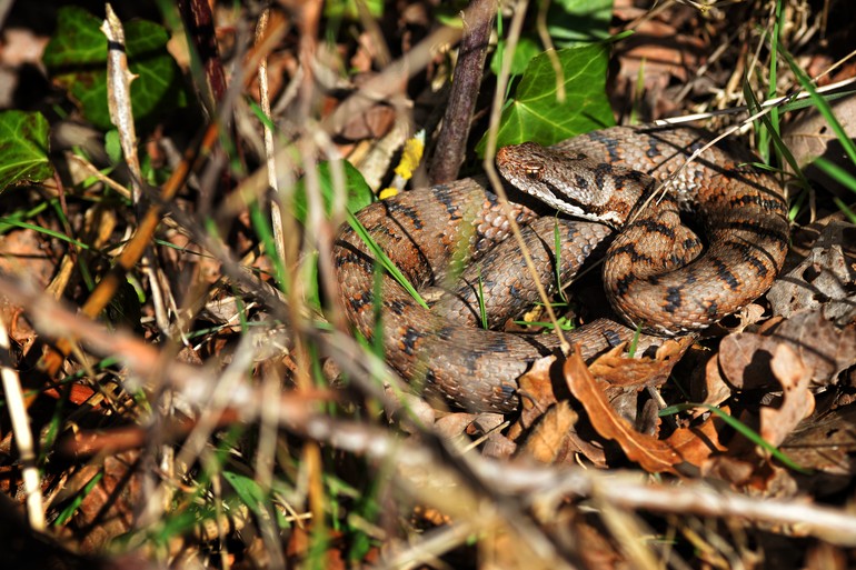 Vipère aspic (Vipera aspis). ©Alexandre Roux