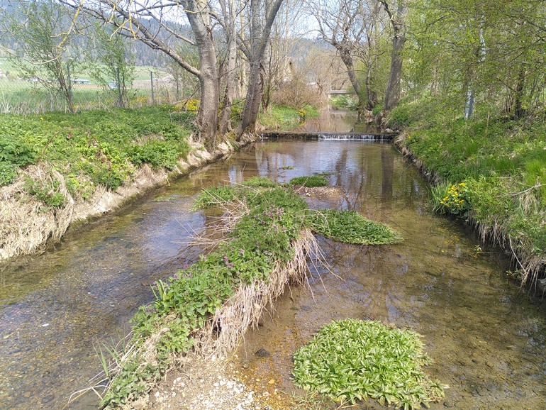 Tronçon du Seyon où un entretien dans le lit du cours d’eau est proposé afin de maintenir un gabarit hydraulique suffisant tout en préservant une diversité des structures et habitats intéressantes.