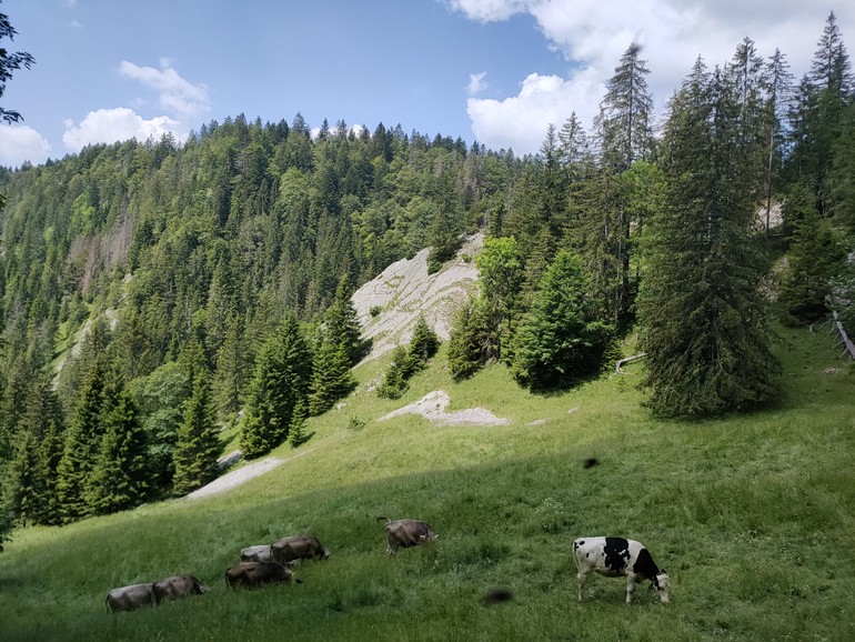 Pâturage et dalles rocheuses dans le vallon de Noirvaux.