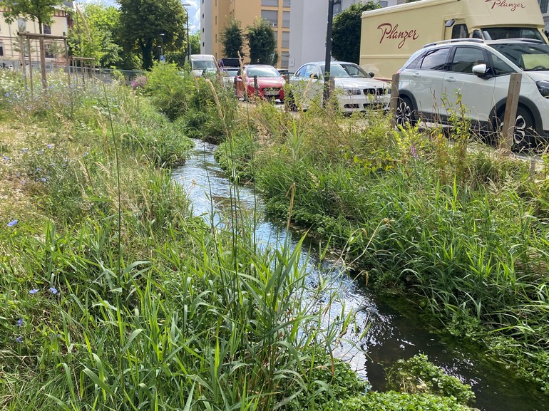 Etat réalisé (juillet 2023) – 3 ans après travaux (à gauche rive gauche et à droite rive droite) berges libres de stabilisation minérale