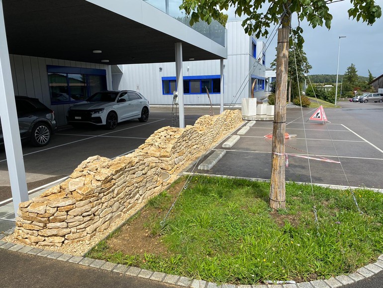 Etat réalisé (août 2023) – Les murs de pierres sèches sont des milieux qui abritent une faune et une flore spécialement adaptées aux conditions qui y règnent (©db Forêt et jardin Sárl)
