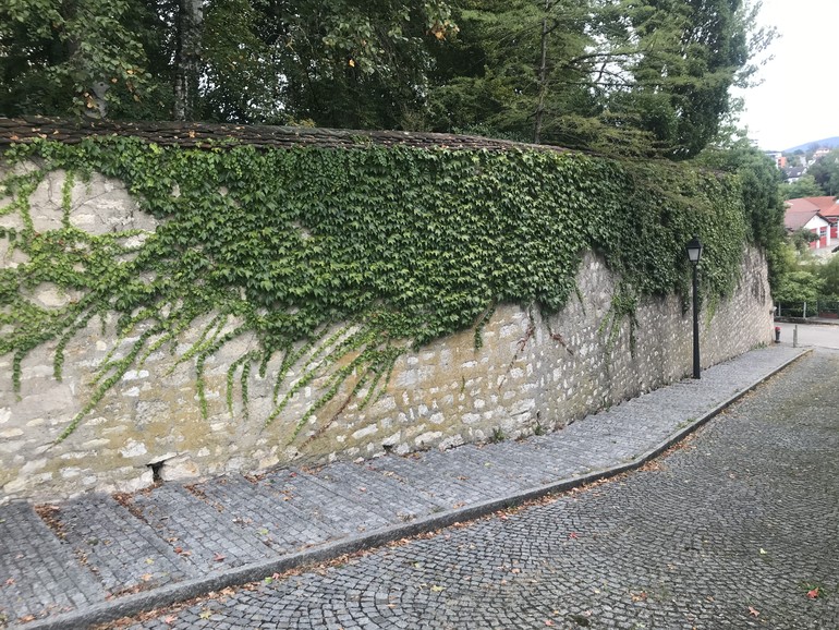 Etat initial (septembre 2019) – Relevés de l’état initial des parcelles appartenant à la commune et évaluation vis-à-vis de l’apport à la biodiversité et aux changements climatiques. Exemple d’un mur végétalisé permettant de limiter le réchauffement