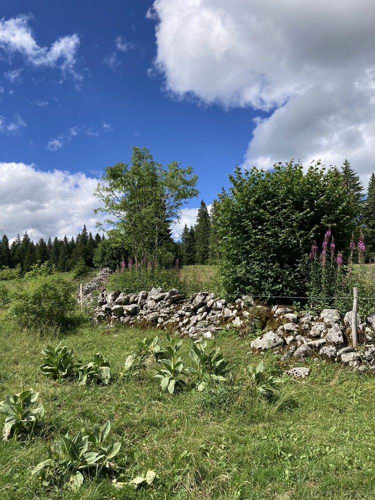 Mur de pierres sèches à protéger (Les Verrières)