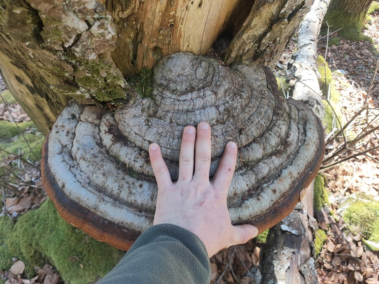 Champignon Fomitopsis pinicola sur un sapin blanc, sous forme de polypore pérenne. Les polypores pérennes sont l’un des 47 types de dendromicrohabitats décrits par le WSL.