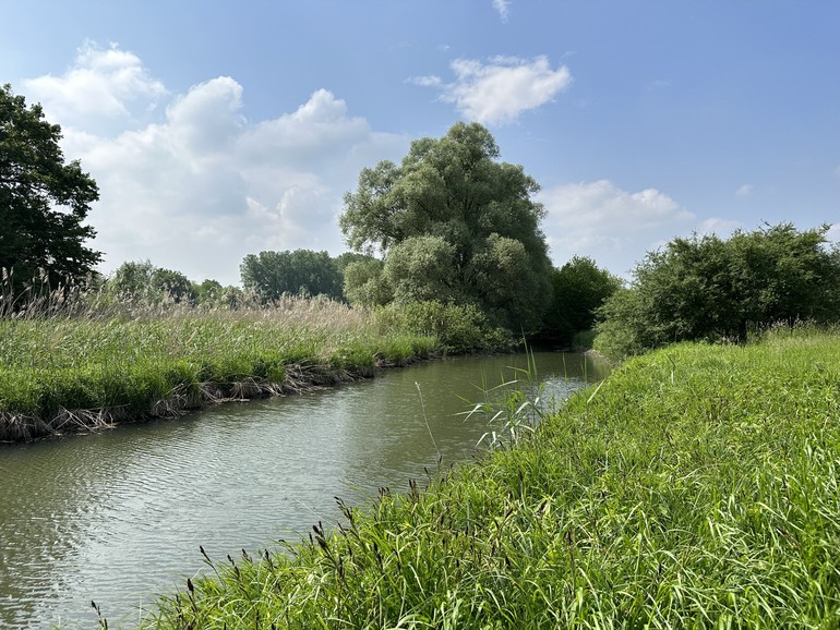 Etat initial (mai 2023) – Fossé phréatique traversant l’ensemble du secteur, avec son cordon rivulaire boisé et une roselière sur sa rive gauche.