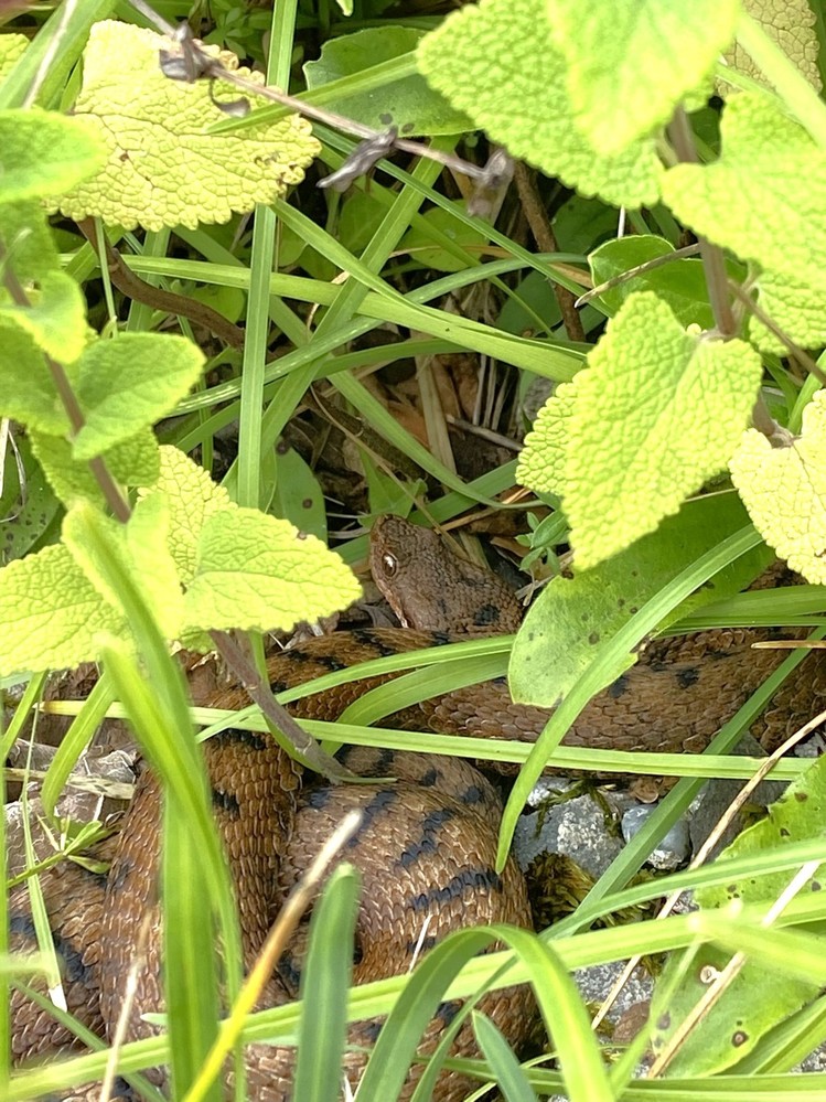 Vipère aspic à proximité de l’emprise du chantier 