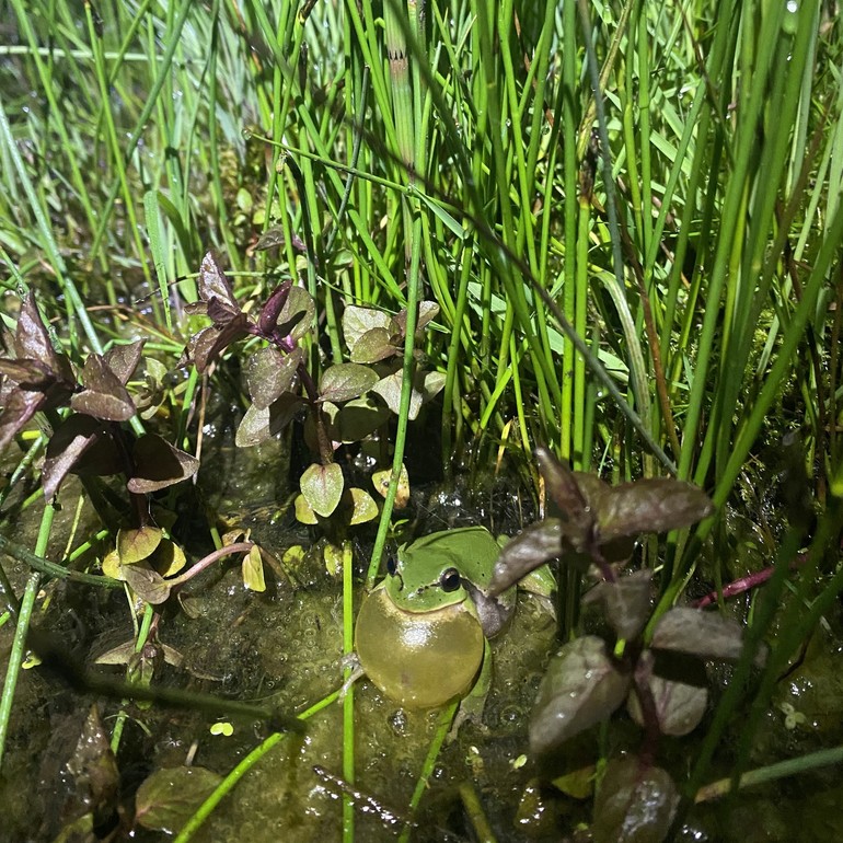 Rainette verte (Hyla arborea), statut Vulnérable en Suisse. Damphreux, 2023.