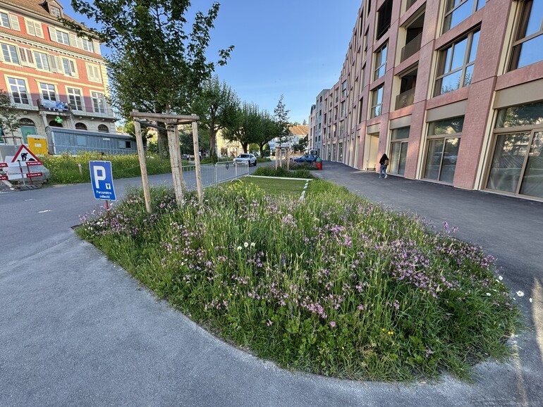 Etat réalisé (mai 2025) – Développement de parterres fleuris pour améliorer la biodiversité du site autour des places de parc désimperméabilisées et végétalisées