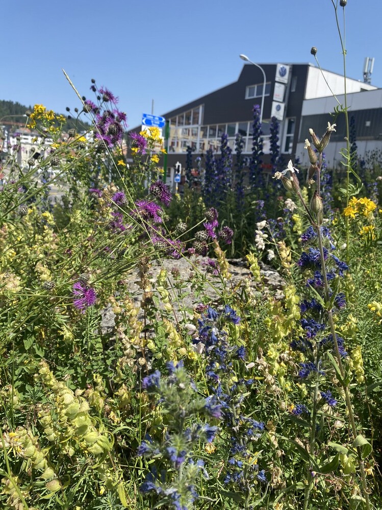 Etat initial (juillet 2022) – Flore diversifiée au milieu d'un rond-point.