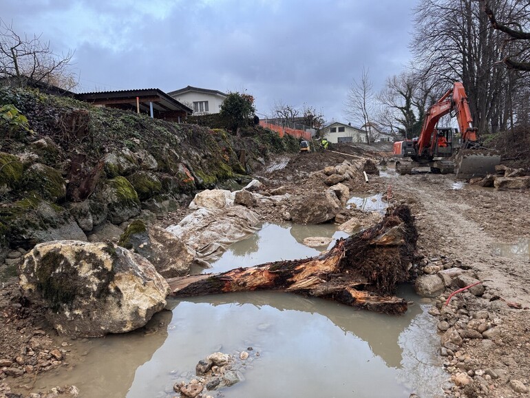 Travaux (novembre 2025) – Intégration de gros troncs avec souches en pied de berge pour créer de la diversité morphologique