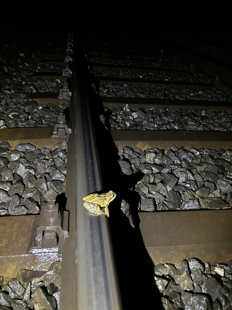 Etat initial (mars 2025) – grenouille rousse (Rana temporaria) ayant parvenu à sauter sur le rail mais présentant de hauts risques de mortalité