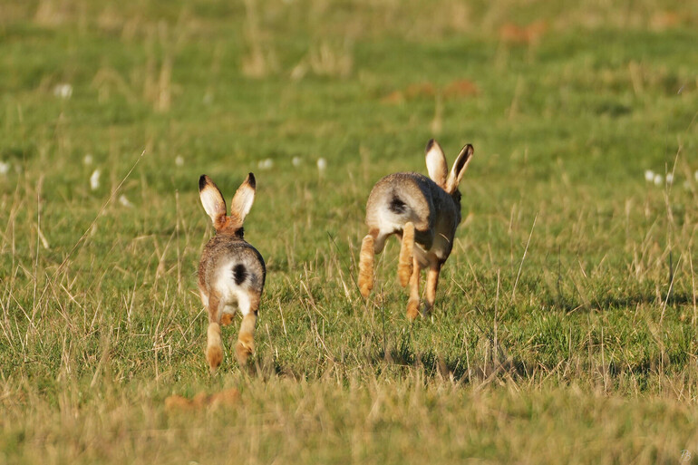 Lièvres bruns (Lepus europaeus). ©Pierre Boillat