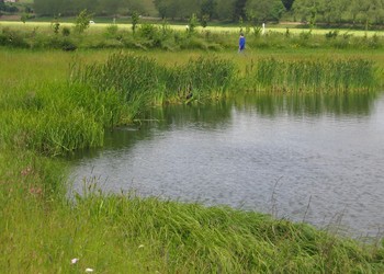 Stabilisation et diversification des berges avec les hélophytes