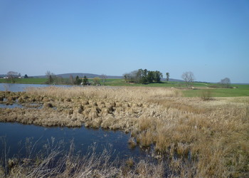 Etang n°2, 3 ans après les travaux (23.03.12)