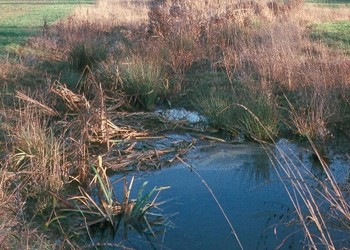 Développement des aménagements et état du site une année après, en hiver (décembre 1994)