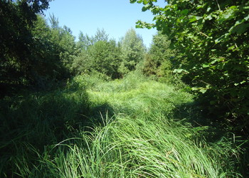 Nouvelle forêt humide servant à l‘hivernage 