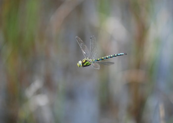 Aeschne bleue