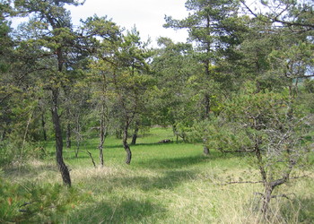 Prairie à molinie