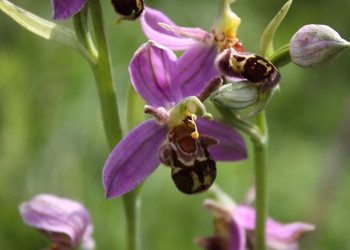 Ophrys abeille