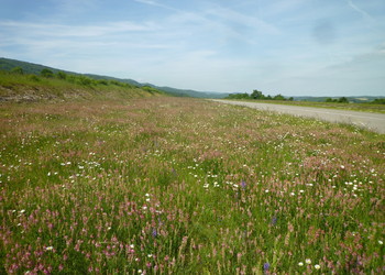 Prairie fleurie aménagée