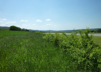 Haie sud plantée