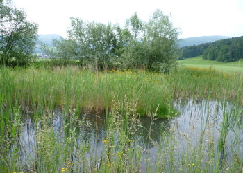 Site de reproduction des batraciens d'importance nationale dans le secteur du Tayment