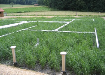 Station d‘épuration sur filtres plantés de roseaux 