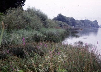 Stabilisation de berges en zone de marées