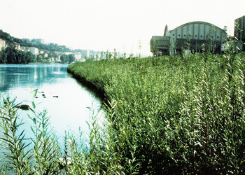  Stade du développement des végétaux 6 mois après les travaux (Septembre 1994)