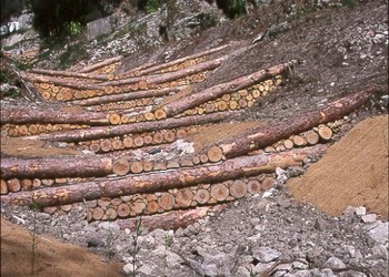 Vue des barrages-bois en fin de chantier (mars 1999)
