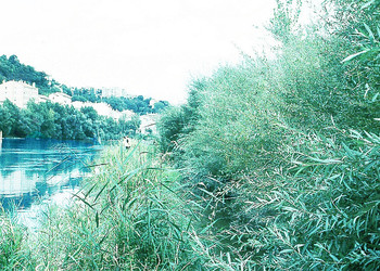 Couvert végétal dense et diversifié offrant, quatre années après les travaux, une assurance de stabilité ainsi qu’un paysage riverain des plus « naturels » (Septembre 1998) 