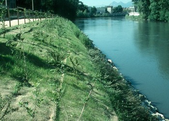 Début de reprise végétale après travaux (mai 2002) 