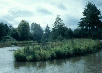 Détail de fascine d‘hélophytes 1 an après travaux (décembre 2000) 