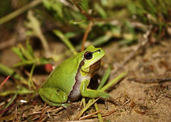 Rainette verte