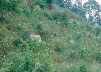 Après semis et plantations des talus (1995)