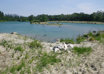 Début de croissance végétale sur gravière Joly (juin 2015)